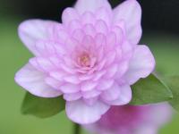 Pale fully double pink flowers